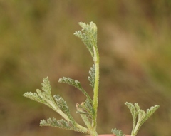 Jamesbrittenia pristisepala