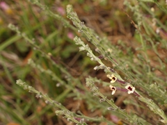 Jamesbrittenia pristisepala