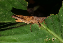 Phaeoparia aequatorialis