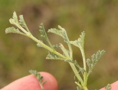 Jamesbrittenia pristisepala