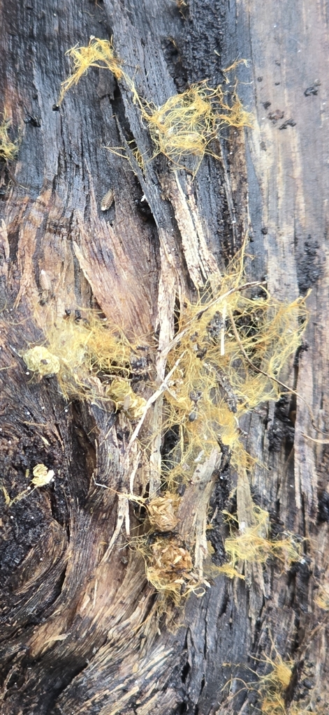 Rhizochaete filamentosa · February 2026 · photo: © leannestacy (iNaturalist, cc0)