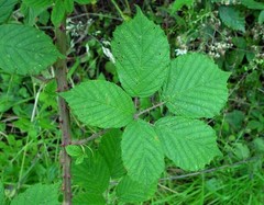 Rubus griffithianus