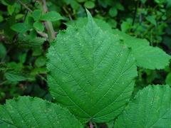 Rubus griffithianus