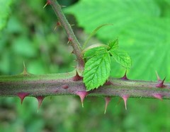 Rubus griffithianus