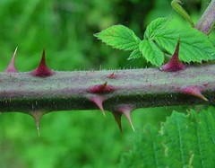 Rubus griffithianus