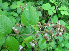 Rubus griffithianus