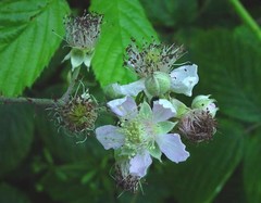 Rubus griffithianus