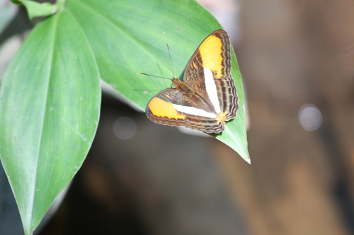 Butterflies of Ecuador
