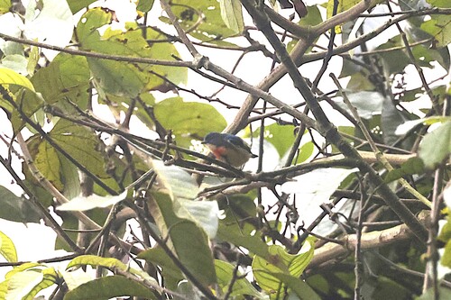 Fire-breasted Flowerpecker (Dicaeum ignipectus), photo 2