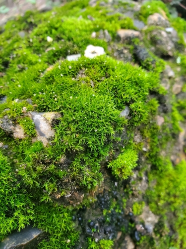 Wavy Beard-moss (Husnotiella sinuosa)