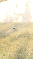 Corvus cornix