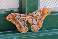 Rothschildia arethusa