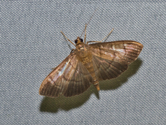 Pilocrocis