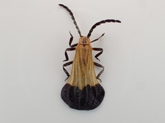 Calopteron bifasciatum