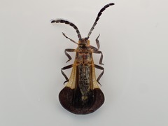 Calopteron bifasciatum