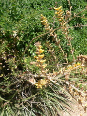 Magnoliopsida