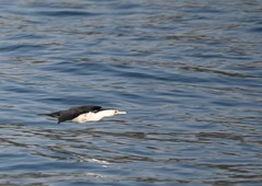 Phalacrocorax varius hypoleucos