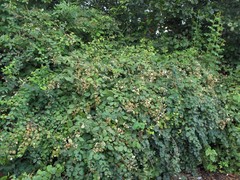 Rubus diversus
