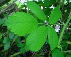 Rubus diversus