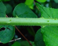 Rubus diversus