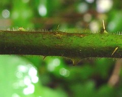 Rubus diversus