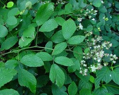 Rubus diversus