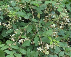Rubus diversus