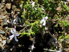 Jamesbrittenia filicaulis