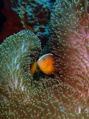 Amphiprion sandaracinos