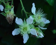 Rubus diversus