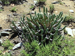 Euphorbia esculenta