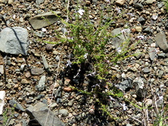 Jamesbrittenia filicaulis