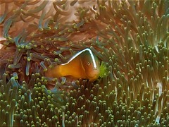 Amphiprion sandaracinos
