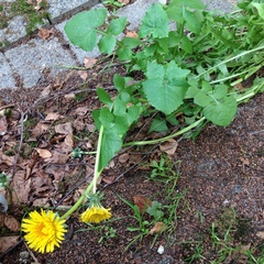 Taraxacum officinale