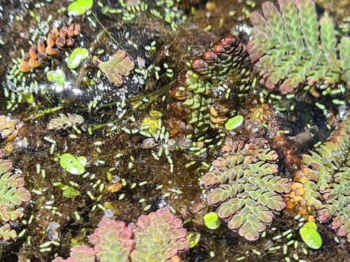 narrow duckweed (Wolffia angusta)