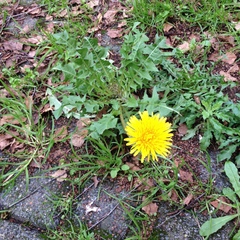 Taraxacum officinale