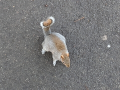 Sciurus carolinensis