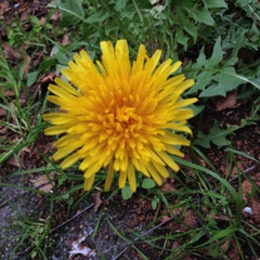 Taraxacum officinale