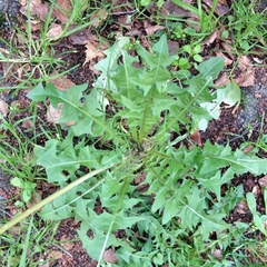 Taraxacum officinale