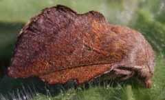 Phyllodesma americana