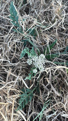 Vesper macrorhizus, photograph CH Hemphill, CC BY, iNaturalist via GBIF