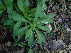 Hippobroma longiflora