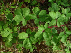 Rubus wirralensis