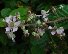 Rubus wirralensis