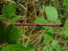 Rubus wirralensis
