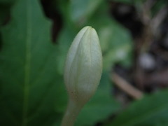 Hippobroma longiflora