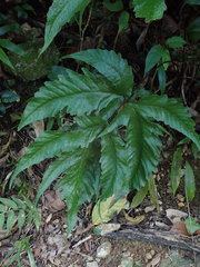 Tectaria heracleifolia