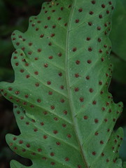 Tectaria heracleifolia