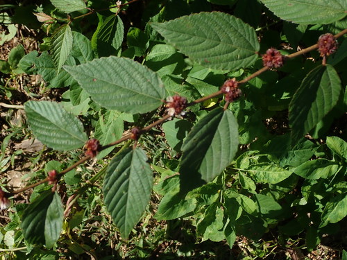 Image of Melochia nodiflora by (c) Daniel Cahen, some rights reserved (CC BY)