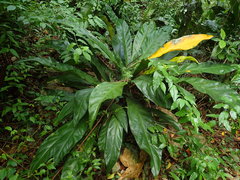 Anthurium crenatum